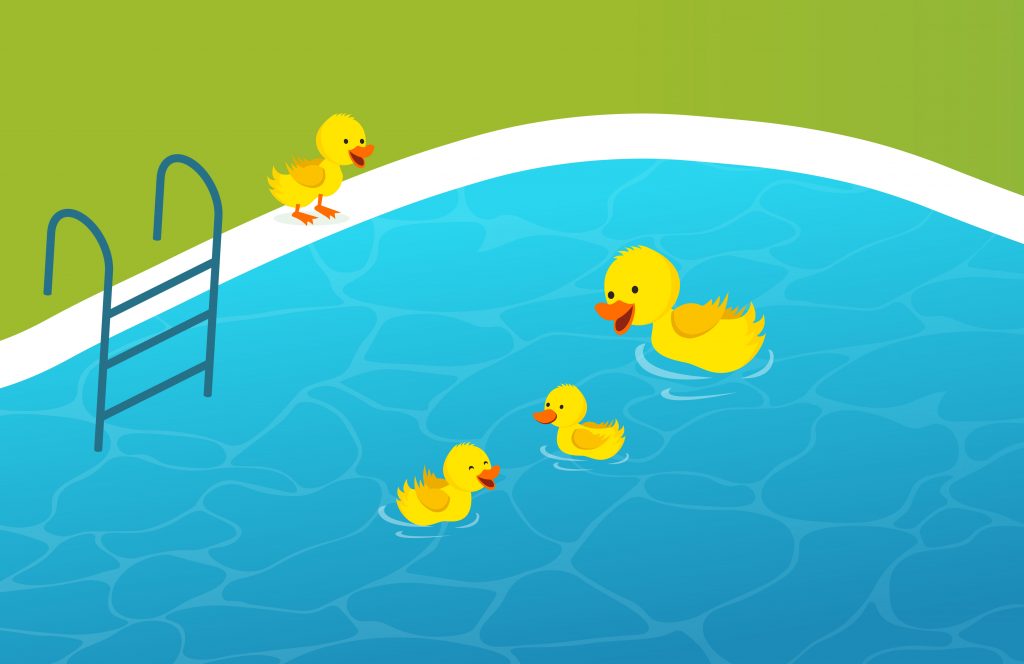Can duck swim in chlorine pools?